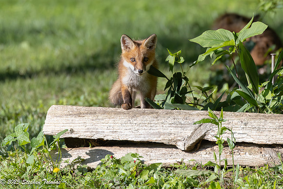 Fox Kit Portraits-1