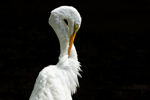 Great Egret - 19August2024-5