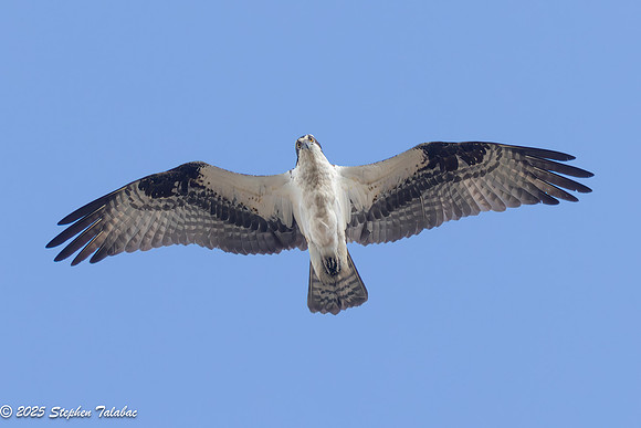 Wilde Lake Birds-in-Flight-18