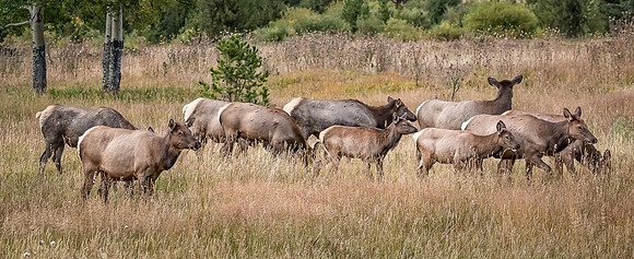 Colorado, Elk, Horseshoe, Park, RMPN, "Rocky Mountain National Park, rut, bull,", "West Horseshoe Park", antlers, autumn, calf, cow, fall, wildllife