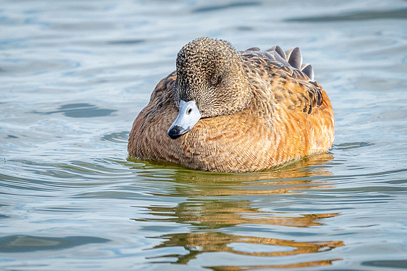Cambridge & Blackwater NWR II-4 American Wigeon (female)