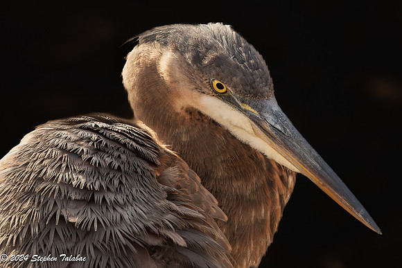 Great Blue Heron Portraits-12