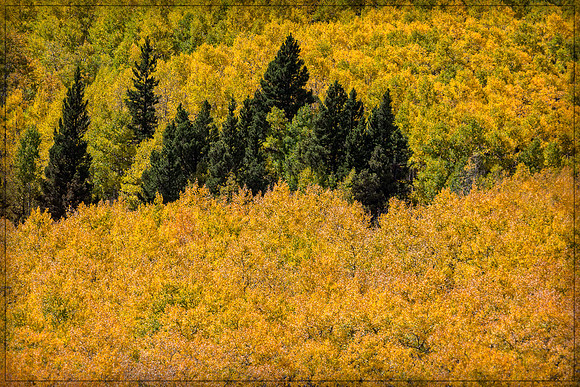 Colorado, fall, mountains, "Longs Peak", "Highway 7", aspen, "peak to peak", "peak-to-peak", "peak-to-peak highway", scenic