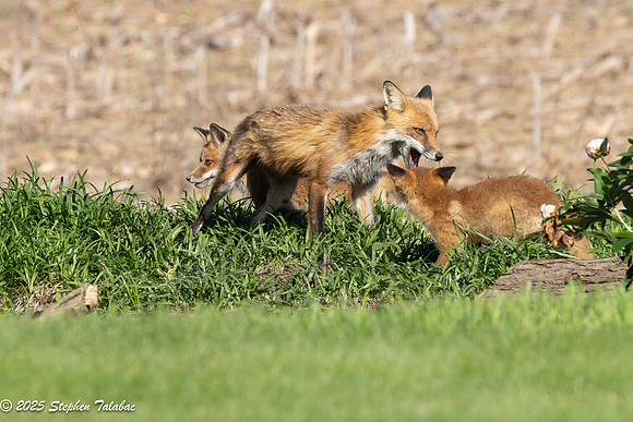Fox Kit Portraits-72
