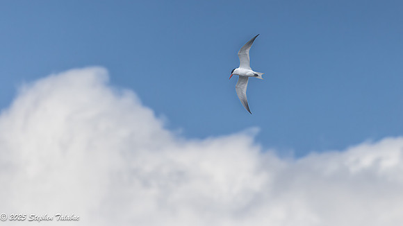 Wilde Lake Birds-in-Flight-3