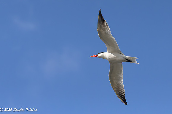 Wilde Lake Birds-in-Flight-7