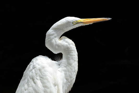 Great Egret - 19August2024-4