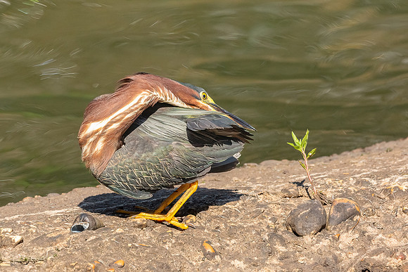 Green Heron in Golden Light-15