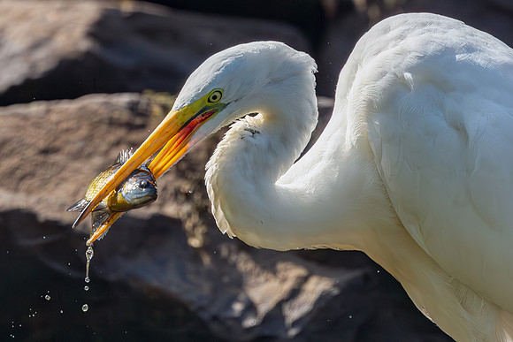 Great Egret Portraits II-20