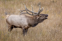 Elk, RMPN, "Rocky Mountain National Park, rut, bull, "Horseshoe Park", "West Horseshoe Park", Colorado, antlers, autumn, fall, calf, cow, wildllife