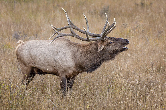 Elk, RMPN, "Rocky Mountain National Park, rut, bull, "Horseshoe Park", "West Horseshoe Park", Colorado, antlers, autumn, fall, calf, cow, wildllife
