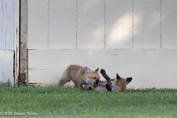 Fox Kit Portraits-53