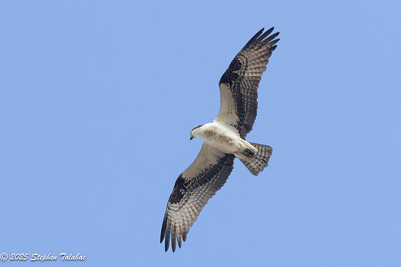 Wilde Lake Birds-in-Flight-19