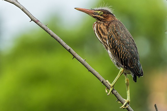 "little green heron", heron, wildlife, pond, Clarksville, Maryland, bird
