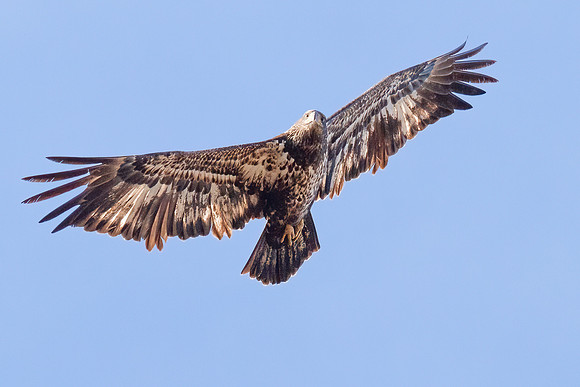 Cambridge & Blackwater NWR II-14 Bald Eagle (juvenile)