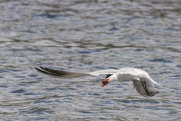 Wilde Lake Birds-in-Flight-17a