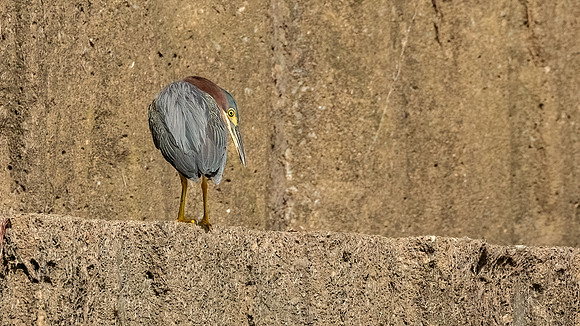 Green Heron & Chicks 01August2022-5
