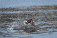 "Bald Eagle", eagle, Conowingo, Susquehanna, raptor