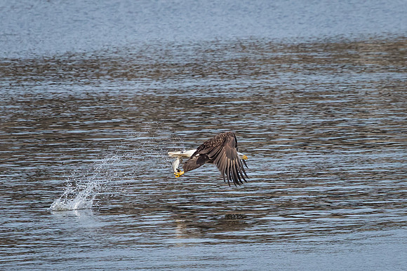 "Bald Eagle", eagle, Conowingo, Susquehanna, raptor