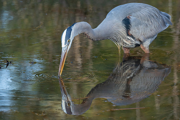 Cambridge & Blackwater NWR II-16 Great Blue Heron