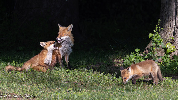 Fox Kit Portraits-16
