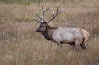 Elk, RMPN, "Rocky Mountain National Park, rut, bull, "Horseshoe Park", "West Horseshoe Park", Colorado, antlers, autumn, fall, calf, cow, wildllife