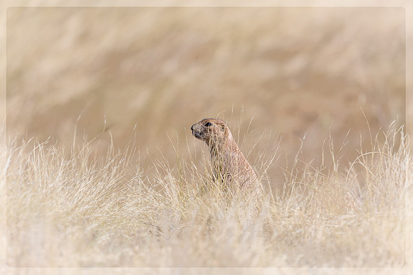 "Prairie Dog", "Rocky Mountain Arsenal", NWR, "National Wildlife Refuge", Denver, Colorado, "Commerce City", wildlife, hawk, raptor