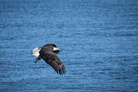 "Bald Eagle", eagle, Conowingo, Susquehanna, raptor