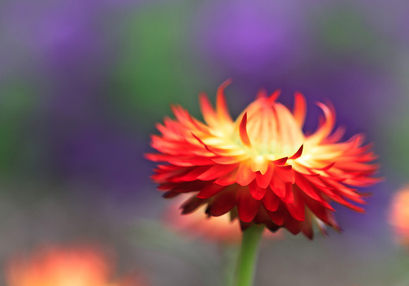 Red Strawflower