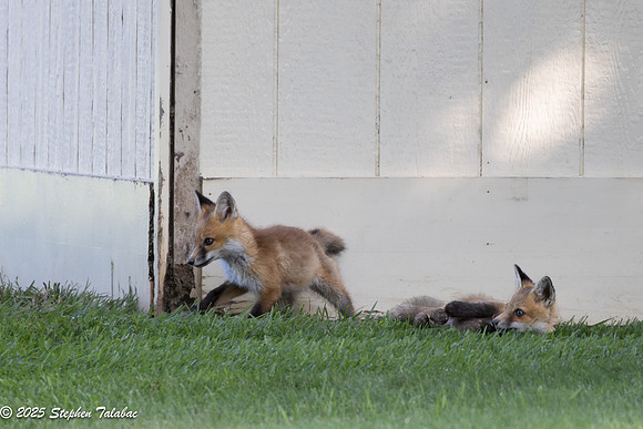 Fox Kit Portraits-55