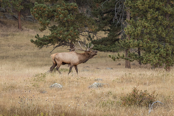 Elk, RMPN, "Rocky Mountain National Park, rut, bull, "Horseshoe Park", "West Horseshoe Park", Colorado, antlers, autumn, fall, calf, cow, wildllife