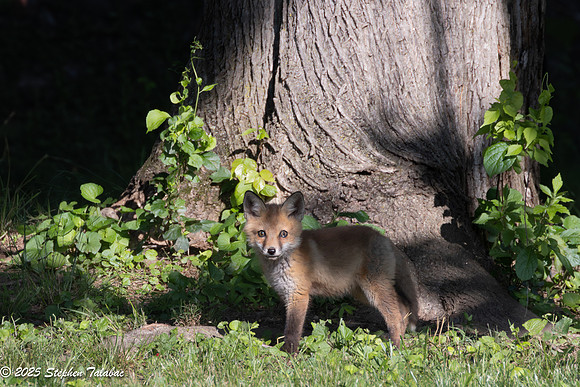 Fox Kit Portraits-14