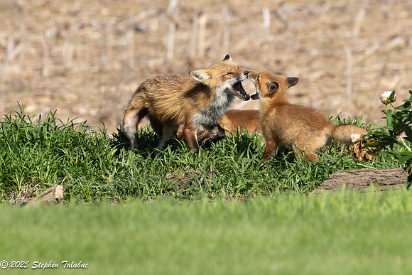 Fox Kit Portraits-69