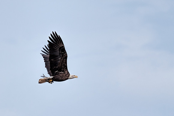 20131019 [C] Conowingo MD Dam 085-Edit