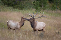 Elk, RMPN, "Rocky Mountain National Park, rut, bull, "Horseshoe Park", "West Horseshoe Park", Colorado, antlers, autumn, fall, calf, cow, wildllife