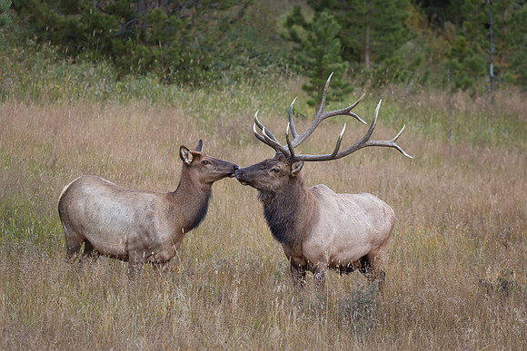 Elk, RMPN, "Rocky Mountain National Park, rut, bull, "Horseshoe Park", "West Horseshoe Park", Colorado, antlers, autumn, fall, calf, cow, wildllife