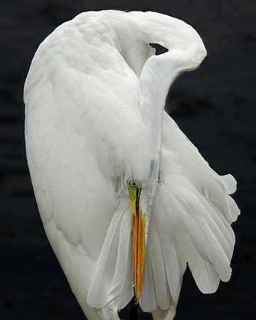 Great Egret - 19August2024-17