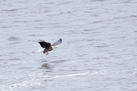 20131019 [C] Conowingo MD Dam 056-Edit