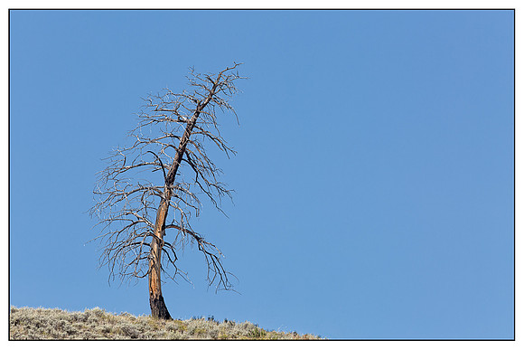 Yellowstone, "Mammoth Hot Springs", landscape, thermal, springs, hot, "hot springs", mammoth, desolate