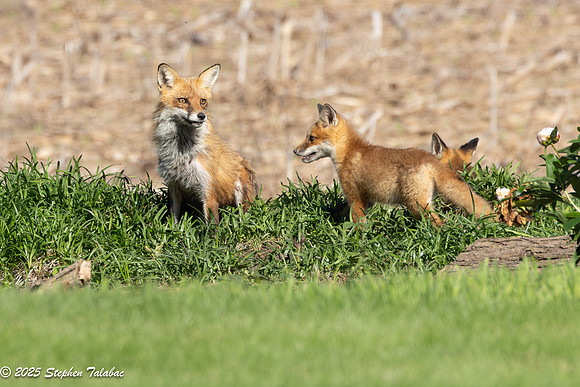Fox Kit Portraits-61