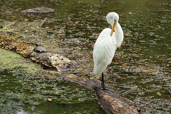 Great Egret - 19August2024-9
