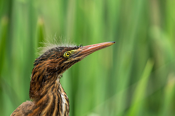 "little green heron", heron, wildlife, pond, Clarksville, Maryland, bird