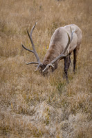 Elk, RMPN, "Rocky Mountain National Park, rut, bull, "Horseshoe Park", "West Horseshoe Park", Colorado, antlers, autumn, fall, calf, cow, wildllife