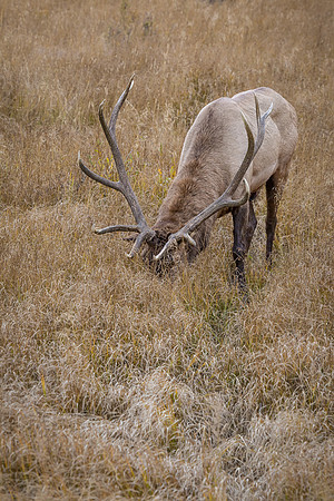 Elk, RMPN, "Rocky Mountain National Park, rut, bull, "Horseshoe Park", "West Horseshoe Park", Colorado, antlers, autumn, fall, calf, cow, wildllife