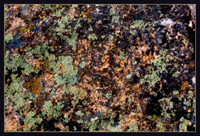 Colorado, "Rocky Mountain National Park", "Estes Park", rockies, landscape, patterns