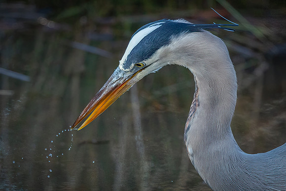 Cambridge & Blackwater NWR II-18 Great Blue Heron