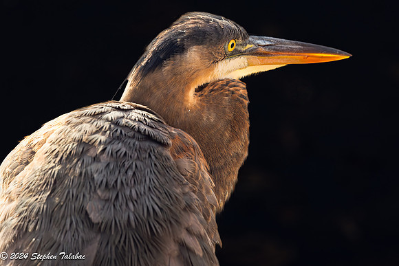 Great Blue Heron Portraits-15