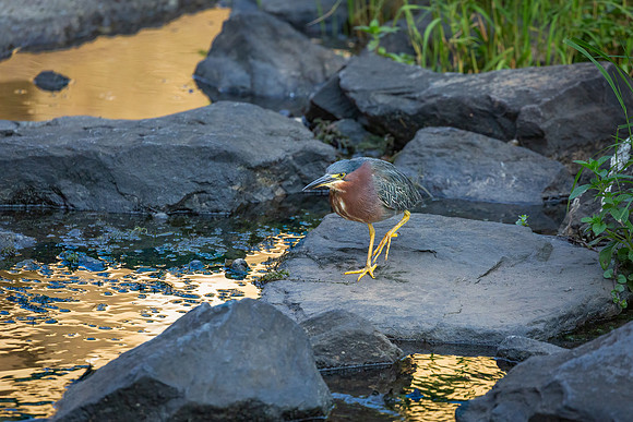 Green Heron in Golden Light-2