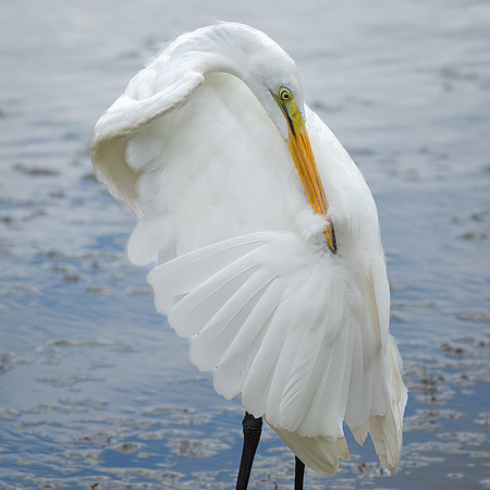 Great Egret - 19August2024-19