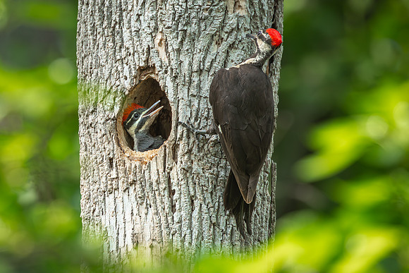 Pileated Woodpeckers 23May2024-13
